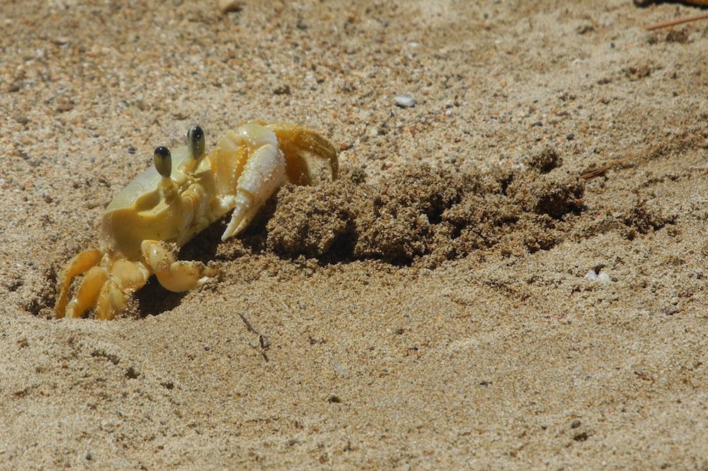 Un petit crabe de terre creuse son trou dans une plage de sable ocre