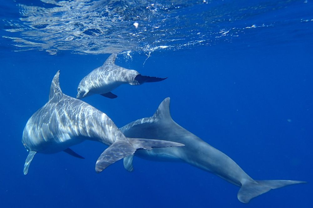 Une famille de trois dauphins se baladent dans la baie des Saintes