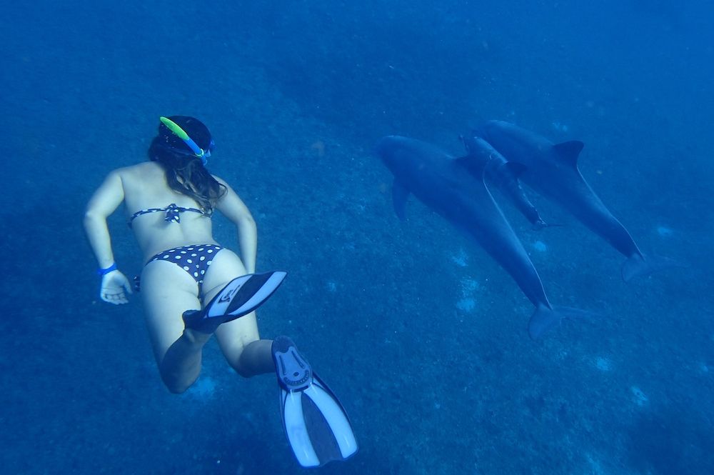 Sonia se baigne avec trois dauphins lors d'une plongée PMT aux Saintes