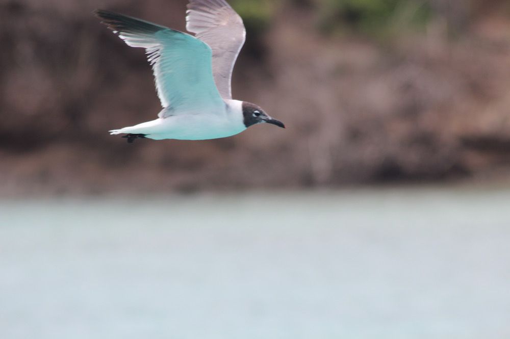 Oiseau en vol lors d'une croisière aux Grenadines