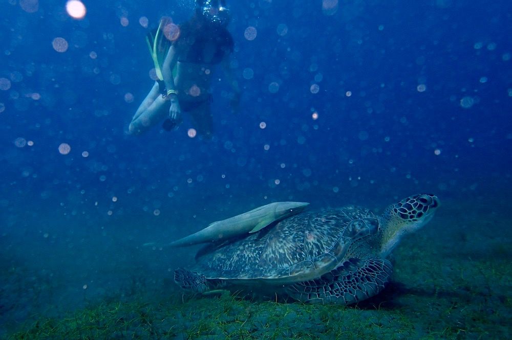 Nage avec une tortue et un remora à la plage de Malendure près des îlets pigeon